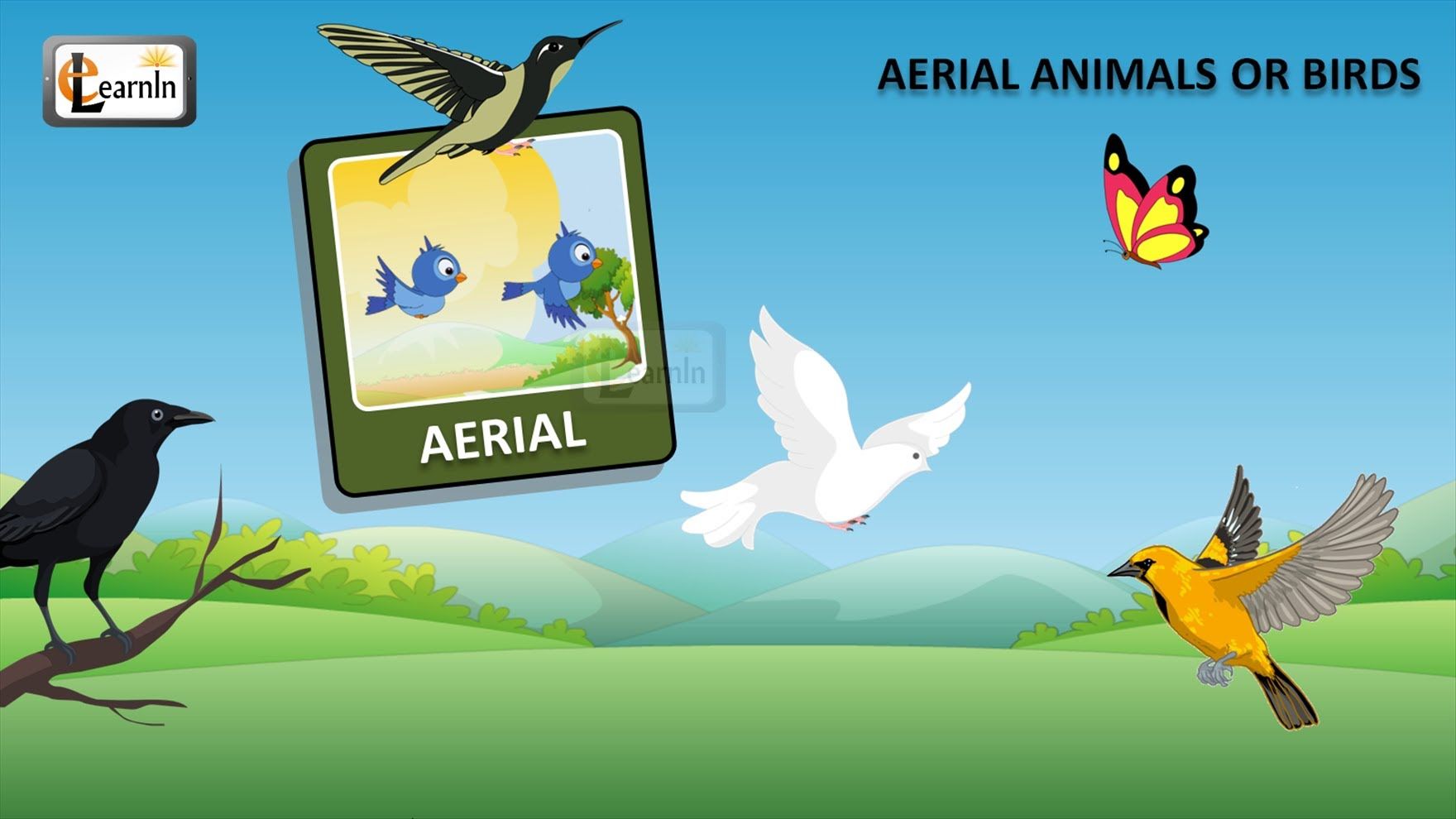 aerial animals