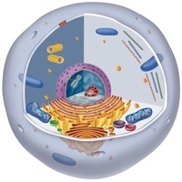 structure of a cell Flashcards - Quizizz