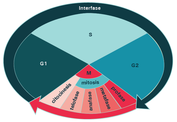 El ciclo celular y la mitosis. - Grado 12 - Quizizz