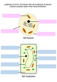 struktur sebuah sel - Kelas 7 - Kuis