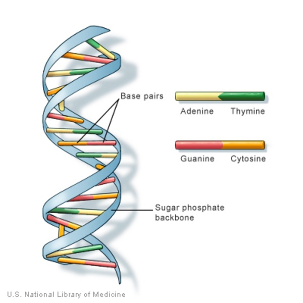 estructura y replicación del adn - Grado 1 - Quizizz