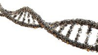 mutacja genetyczna - Klasa 11 - Quiz