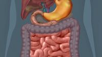 the digestive and excretory systems - Year 11 - Quizizz