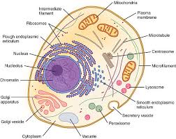 Biology Unit 2 Test | 1.4K Plays | Quizizz