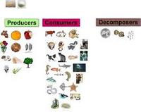 Ecosystems NC5.L.2.2 (Part B)