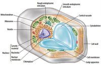 Cell