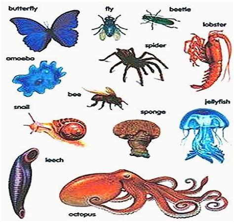 Invertebrates Part 2 | Science Quiz - Quizizz