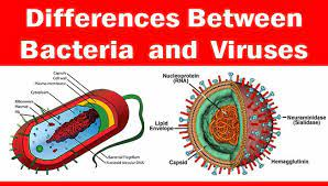 Bacteria and Virus