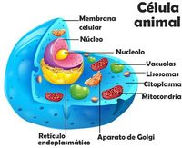 célula vegetal e animal - Série 8 - Questionário