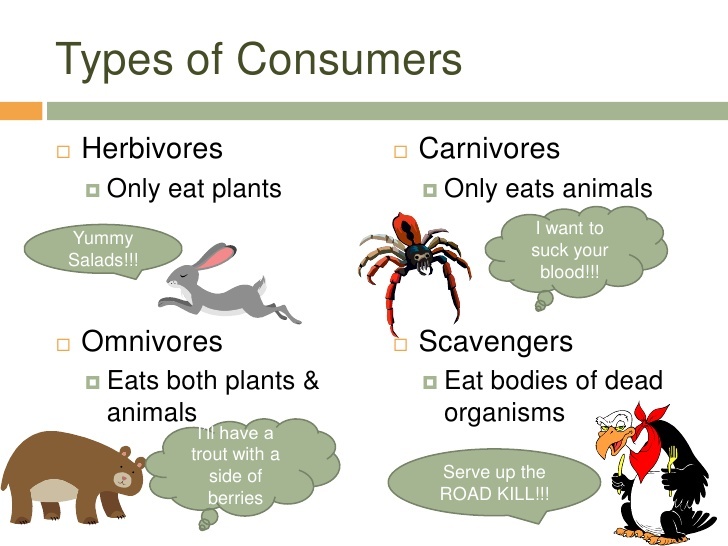 consumer animals