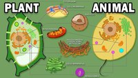 plant and animal cell - Class 5 - Quizizz
