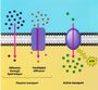 Cells and Cell Transport