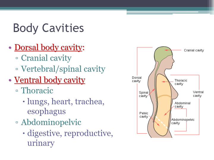 Introduction to Anatomy and Physiology Part 2 - Quizizz