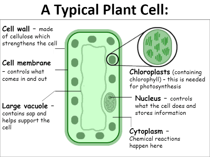 B1 Plant Cells | - Quizizz