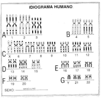 Vocabulario genético dominante y recesivo. Tarjetas didácticas - Quizizz