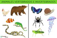 vertebrados e invertebrados Flashcards - Questionário