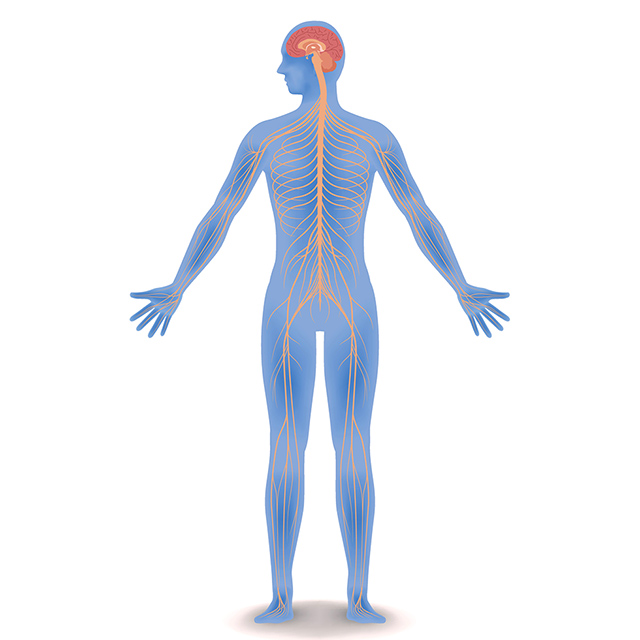 the nervous and endocrine systems - Grade 12 - Quizizz