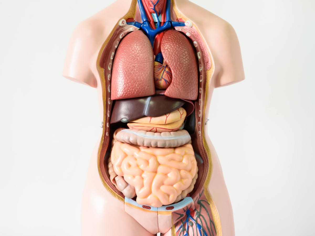 the digestive and excretory systems - Grade 10 - Quizizz