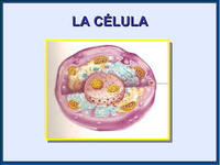 célula vegetal y animal - Grado 11 - Quizizz