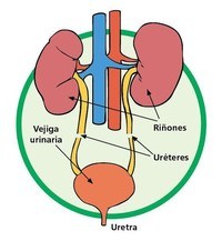 los sistemas digestivo y excretor - Grado 5 - Quizizz