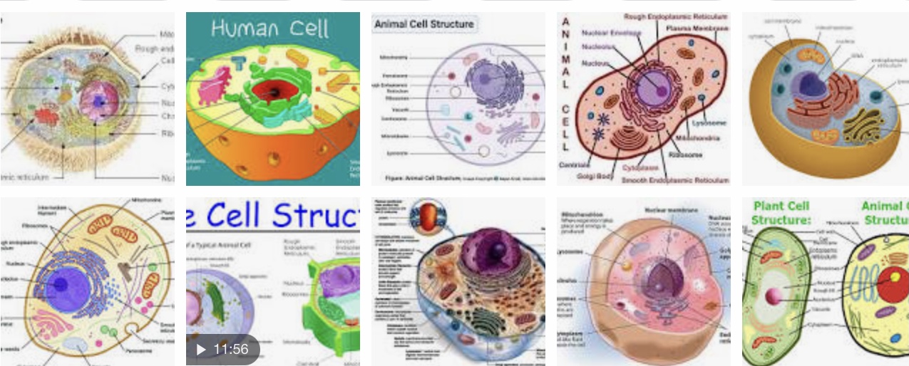 structure of a cell - Class 11 - Quizizz