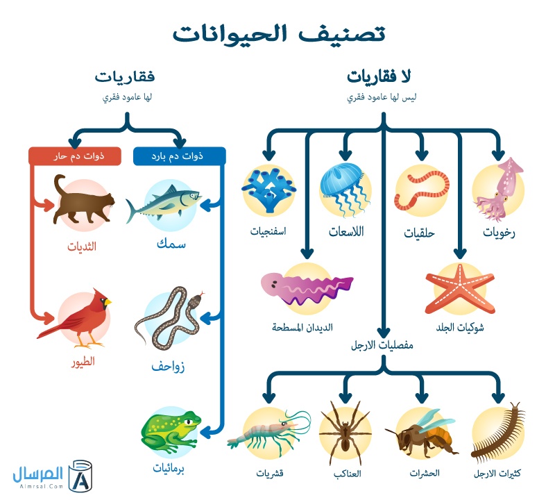 عمود فقري لها حيوانات حيوانات تحتوي