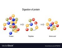 GRE Vocabulary - Year 10 - Quizizz