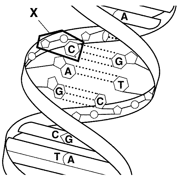 DNA and RNA Review | 158 plays | Quizizz