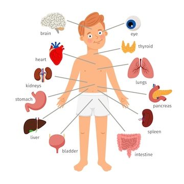 the circulatory and respiratory systems - Grade 3 - Quizizz