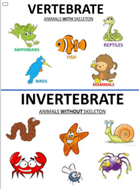 vertebrates and invertebrates - Class 2 - Quizizz
