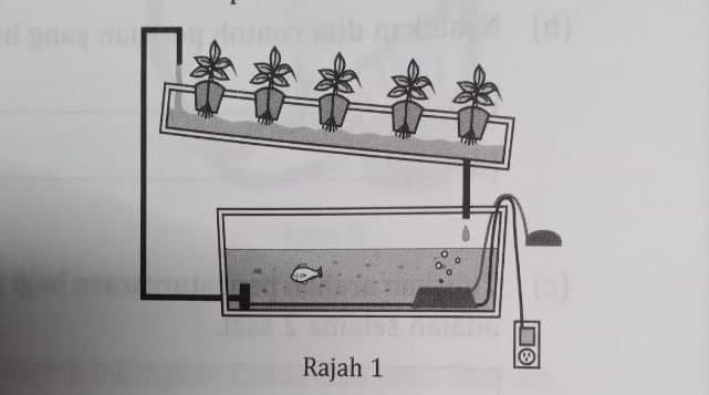 Reka Bentuk Akuaponik | Quizizz