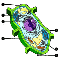 diagrama de células vegetales - Grado 4 - Quizizz