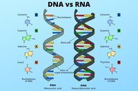 synteza rna i białek - Klasa 11 - Quiz