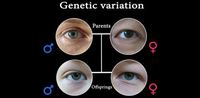 genetic variation - Year 7 - Quizizz