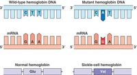 gene regulation - Class 1 - Quizizz