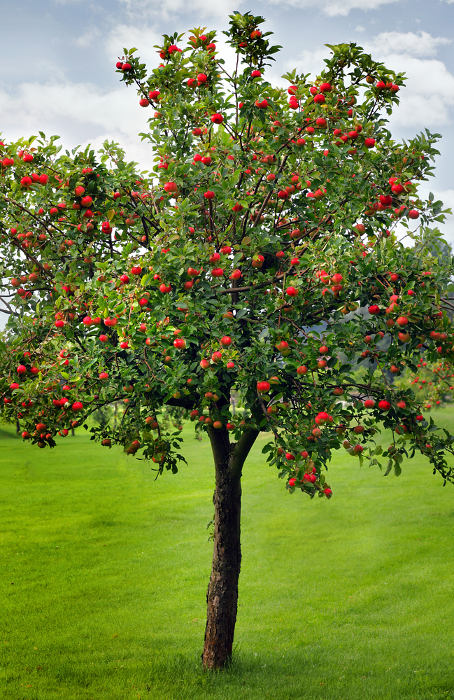 The apple-tree . Apples. 20 THE APPLE-TREE comely blossom, fragrant and  pinky white, flatly spread to the sky, carrying the spirit of the cool of  the spring. What concerns us now