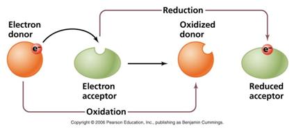 phản ứng oxi hóa khử và điện hóa - Lớp 11 - Quizizz