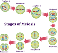 meiosis - Year 8 - Quizizz