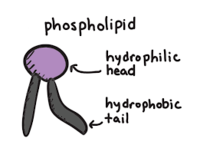 the cell membrane - Year 8 - Quizizz