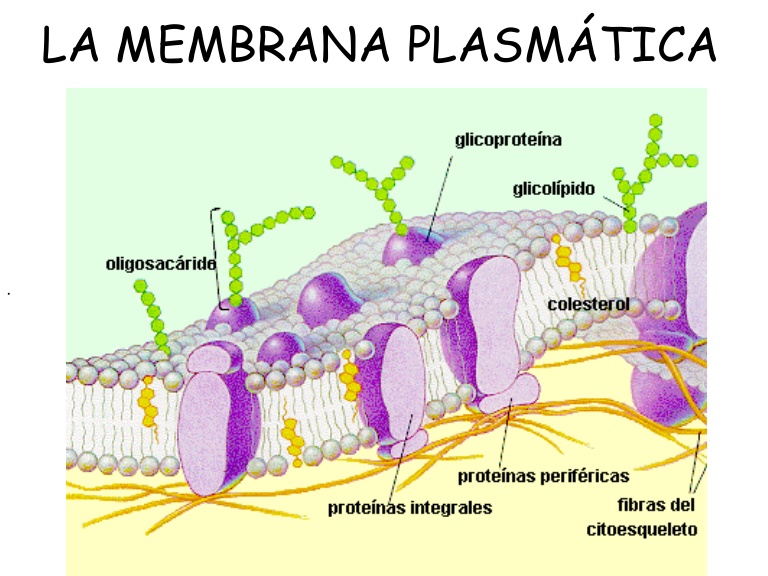 Membrana Plasmática | Biology - Quizizz