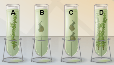 elodea plant in test tube