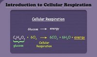 cellular respiration - Year 10 - Quizizz