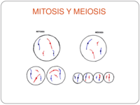 El ciclo celular y la mitosis. - Grado 2 - Quizizz
