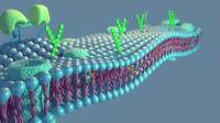 membranas e transporte - Série 11 - Questionário