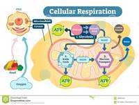 respiración celular - Grado 6 - Quizizz