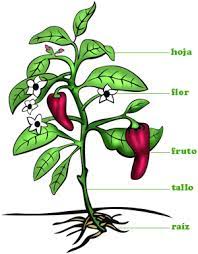 partes de la planta y sus funciones - Grado 1 - Quizizz