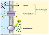 membranes and transport - Class 8 - Quizizz