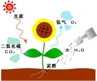 photosynthesis - Year 4 - Quizizz