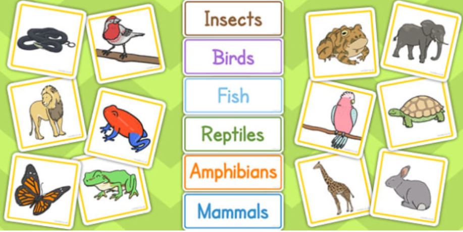 Animal Classification | Social Studies Quiz - Quizizz