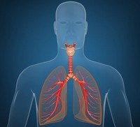 the circulatory and respiratory systems Flashcards - Quizizz